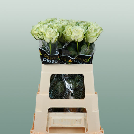 Rose - Rosa - Noëlle