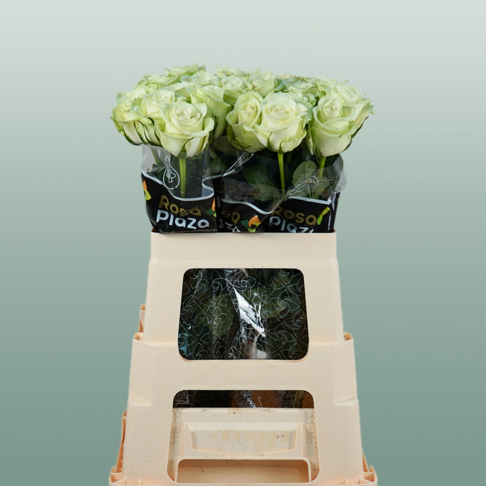 Rose - Rosa - Noëlle