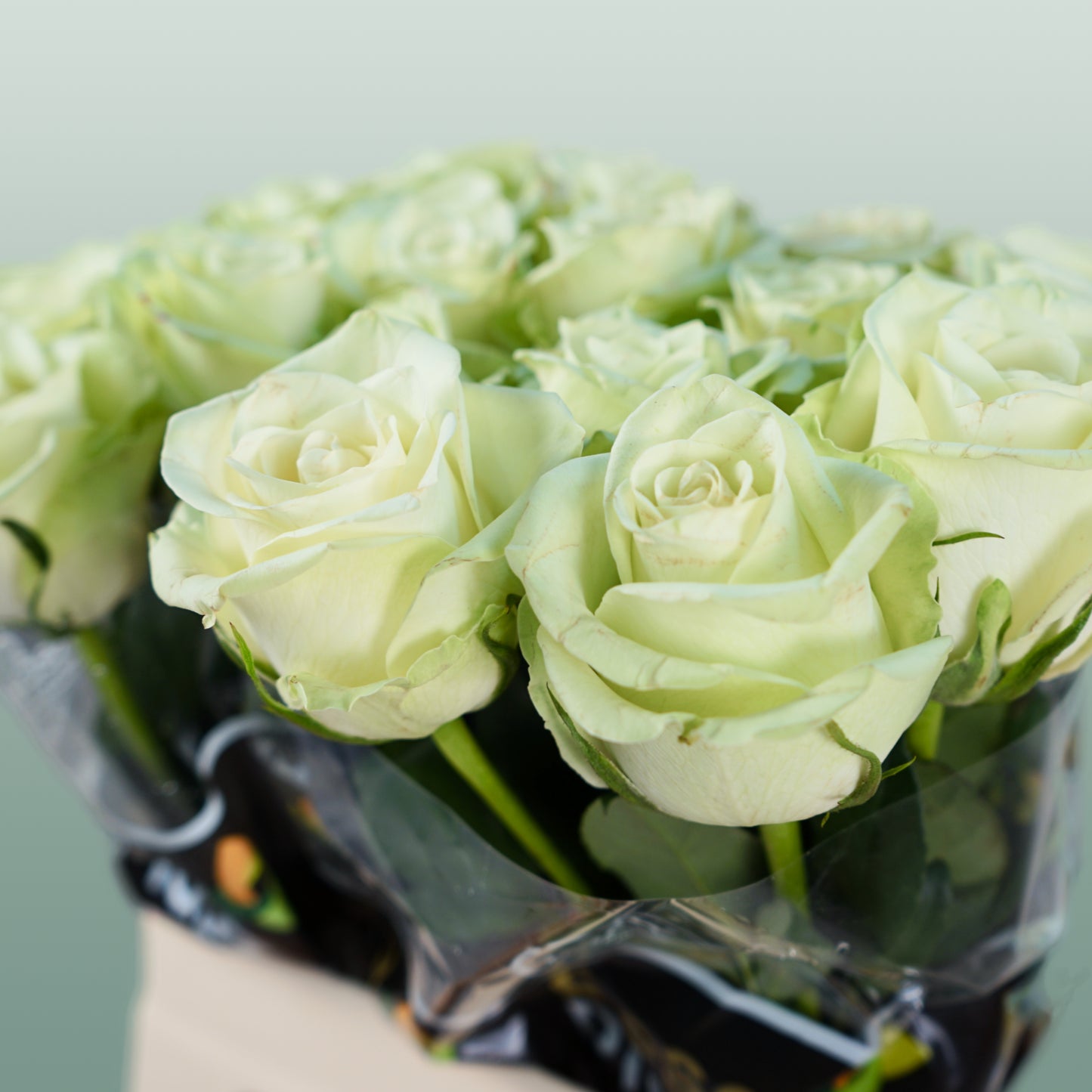Rose Noelle (20 Stems)