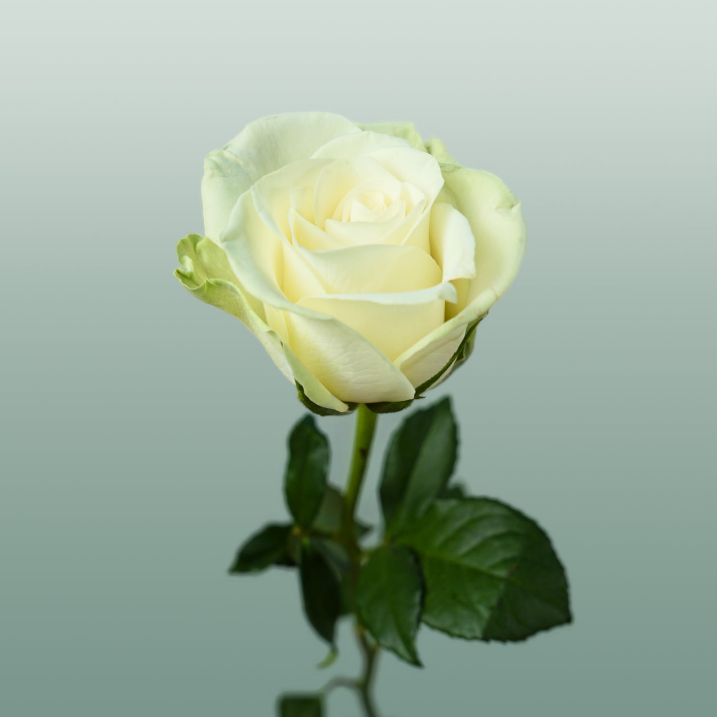 Rose Noelle (20 Stems)