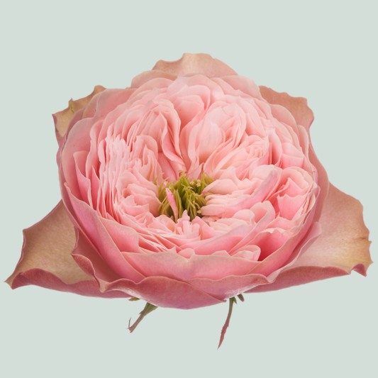 Rose Northange Abbey (20 Stems)