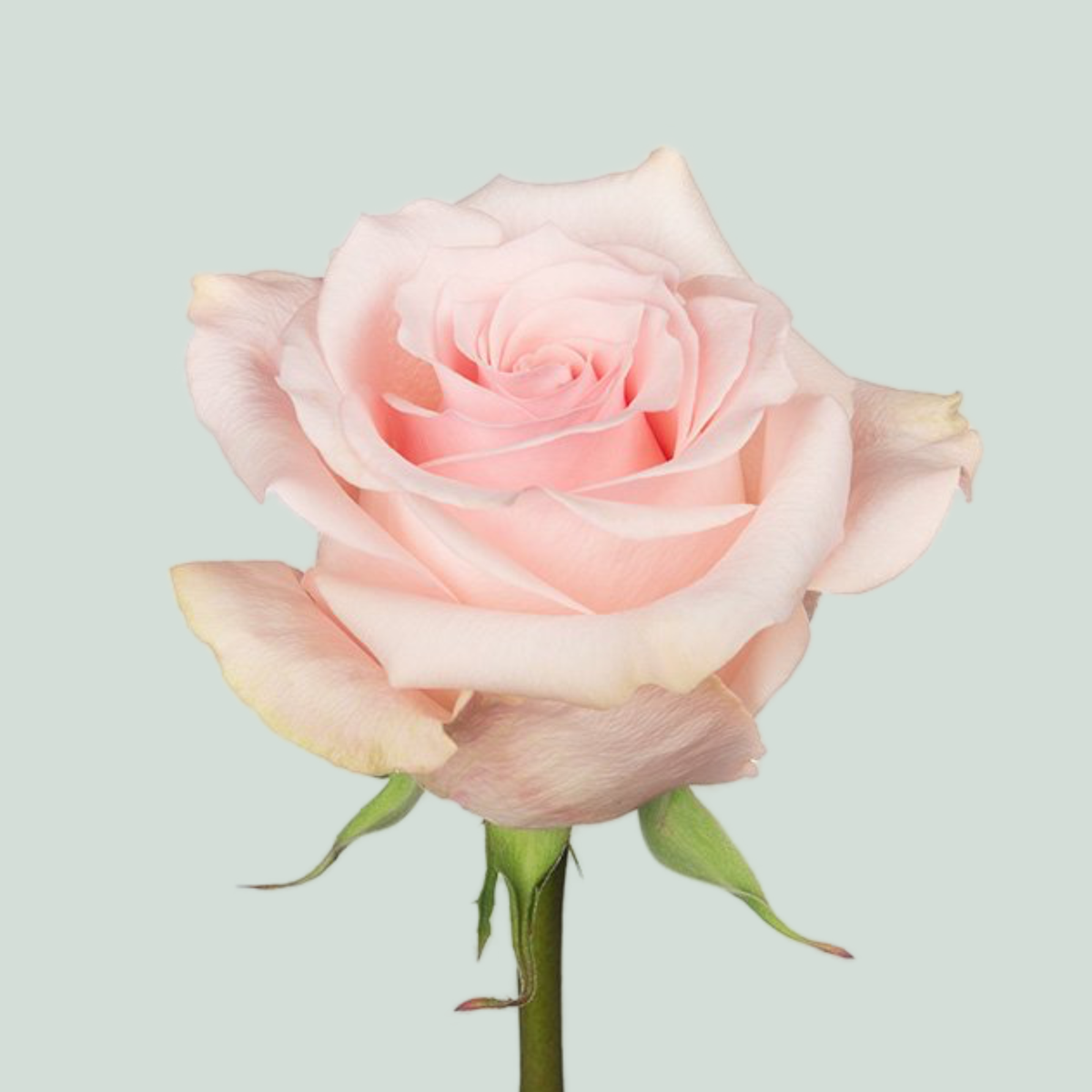 Rose Novia Equadorian (25 Stems) – All Occasions Wholesale