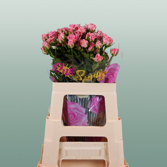 Spray Rose Odilia (10 Stems)