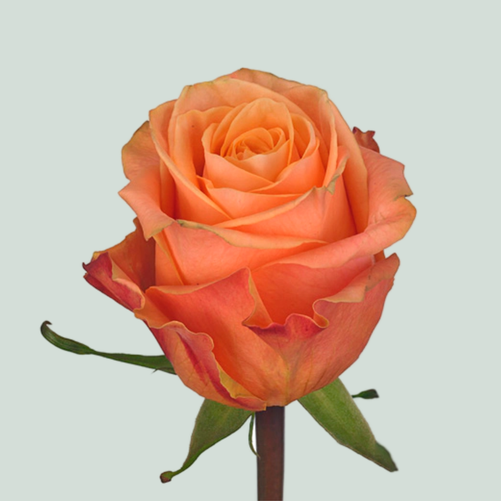Rose Olympus (20 Stems) – All Occasions Wholesale