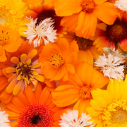 Wholesalers Choice Yellow/Orange