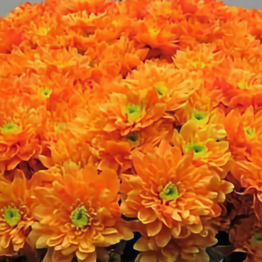 Chrysanthemum Euro Dyed Orange
