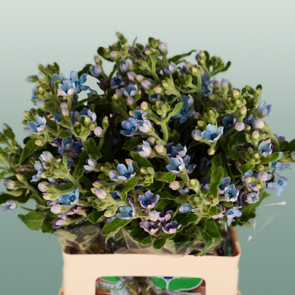 Oxypetalum Coeruleum Blue