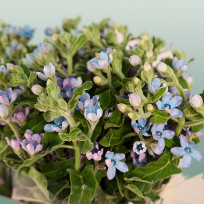 Oxypetalum Coeruleum Blue