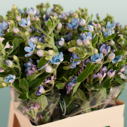 Oxypetalum Coeruleum Blue