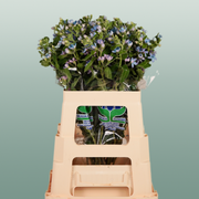 Oxypetalum Coeruleum Blue