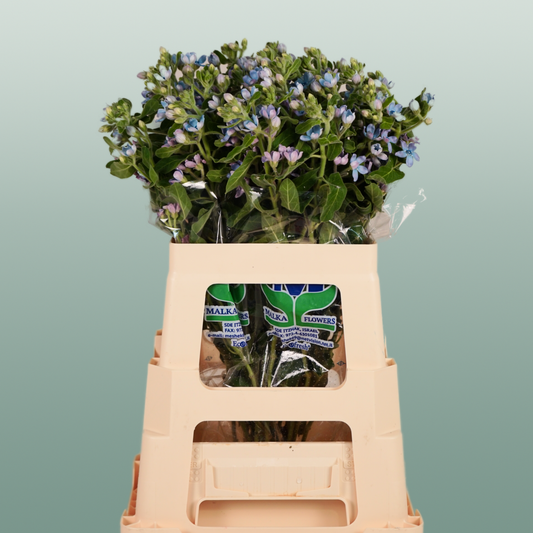 Oxypetalum Coeruleum Blue