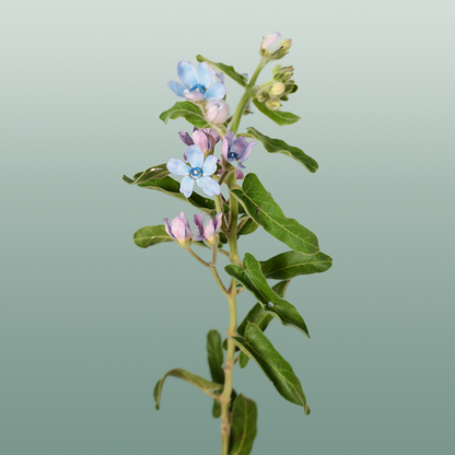 Oxypetalum Coeruleum Blue