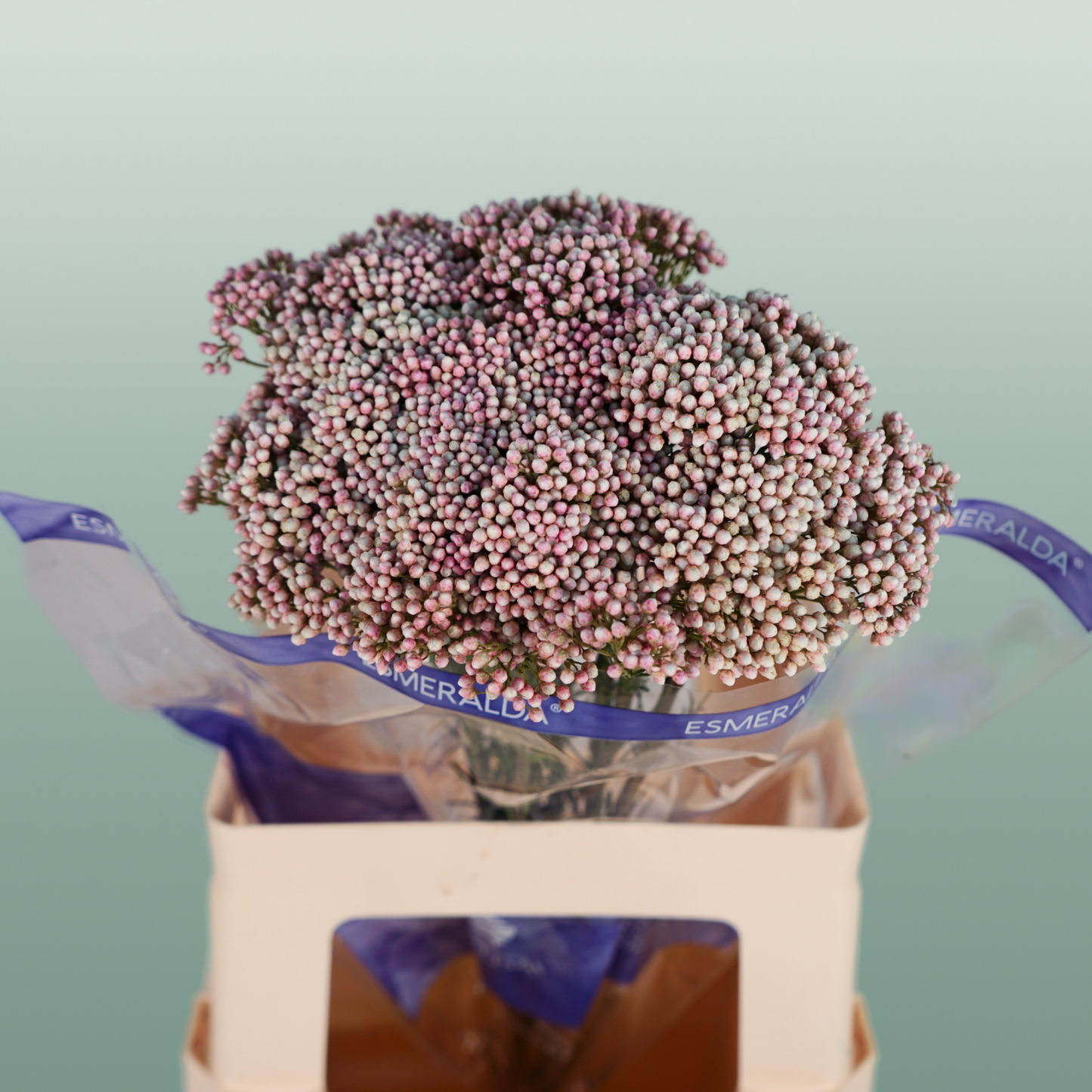 Ozothamnus Victoria Pink