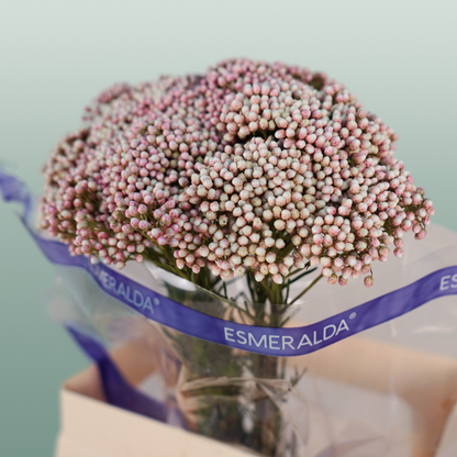 Ozothamnus Victoria Pink