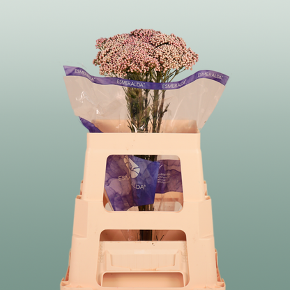 Ozothamnus Victoria Pink