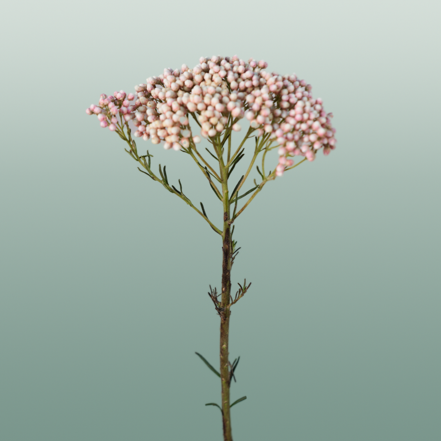 Ozothamnus Victoria Pink