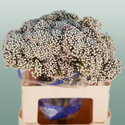 Ozothamnus Victoria Blue