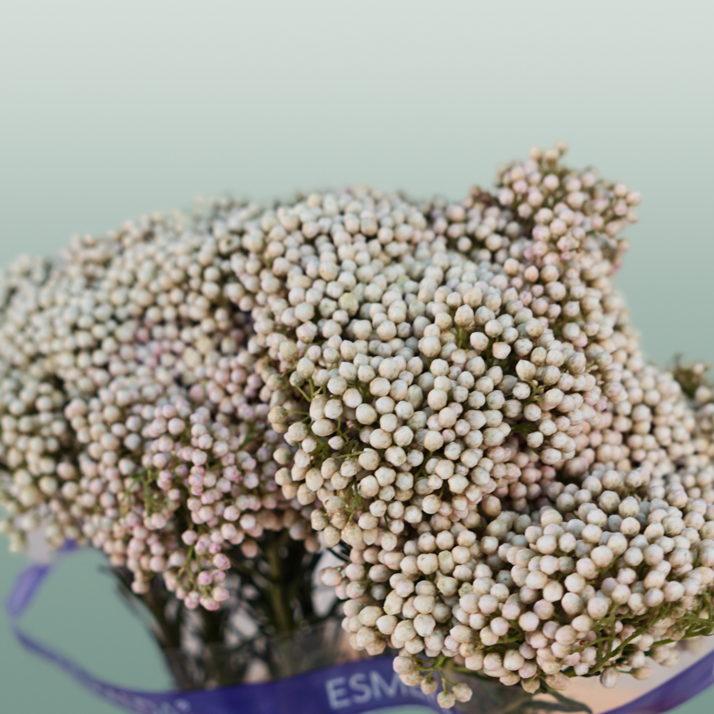 Ozothamnus Victoria Blue