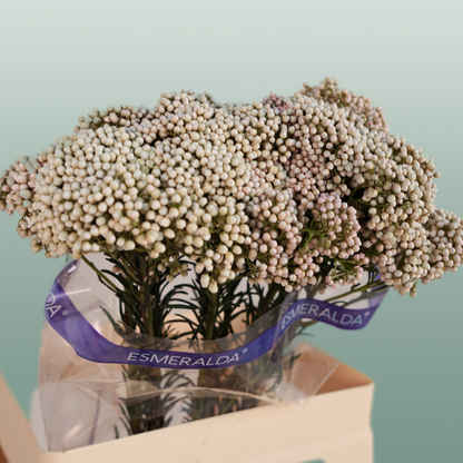 Ozothamnus Victoria Blue