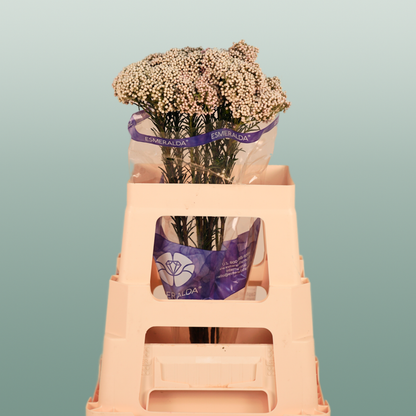 Ozothamnus Victoria Blue