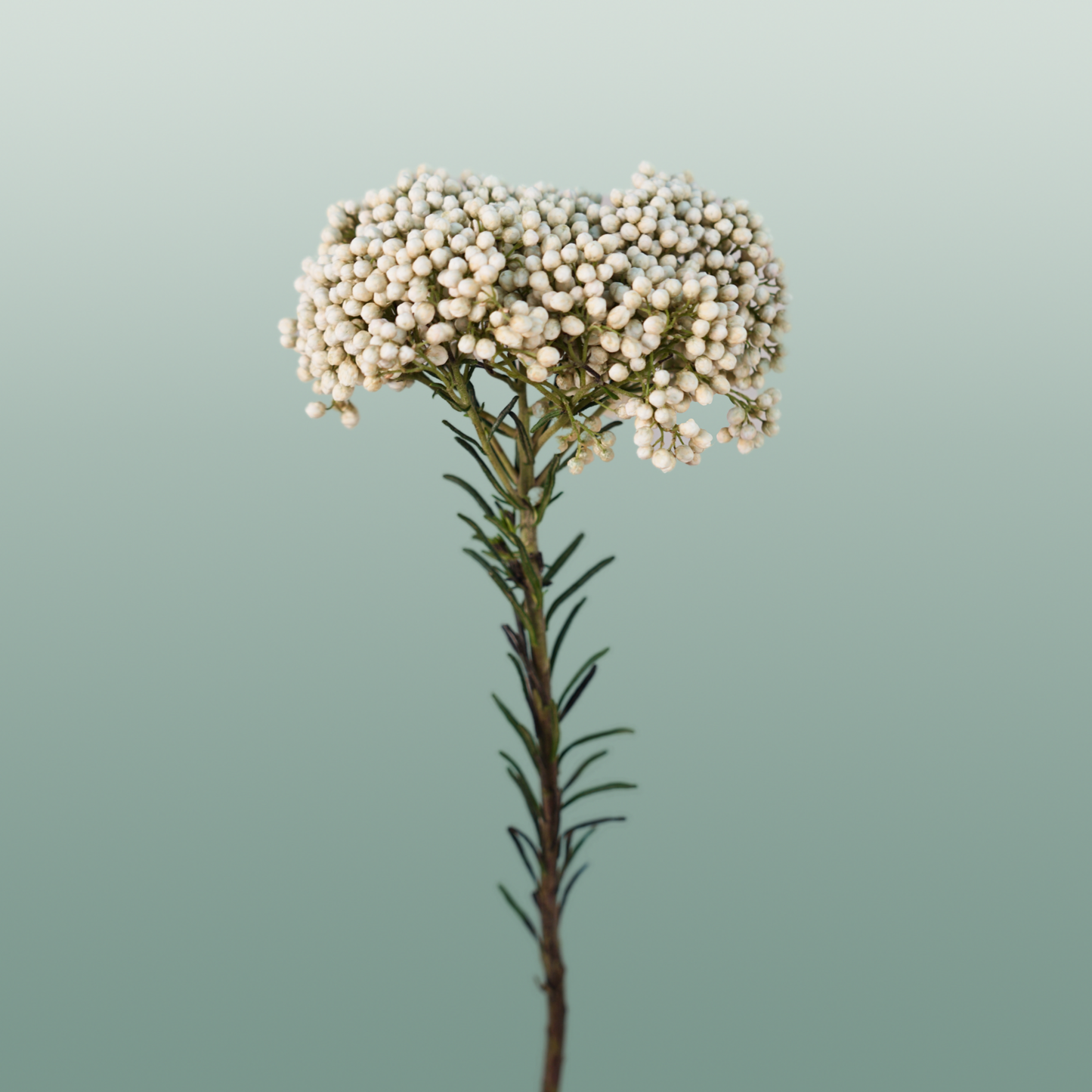 Ozothamnus Victoria Blue