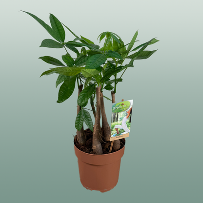 Pachira Aquatica Multi Stam