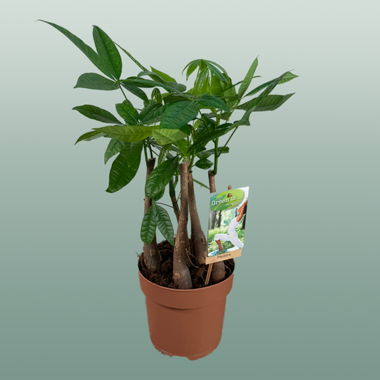 Pachira Aquatica Multi Stam