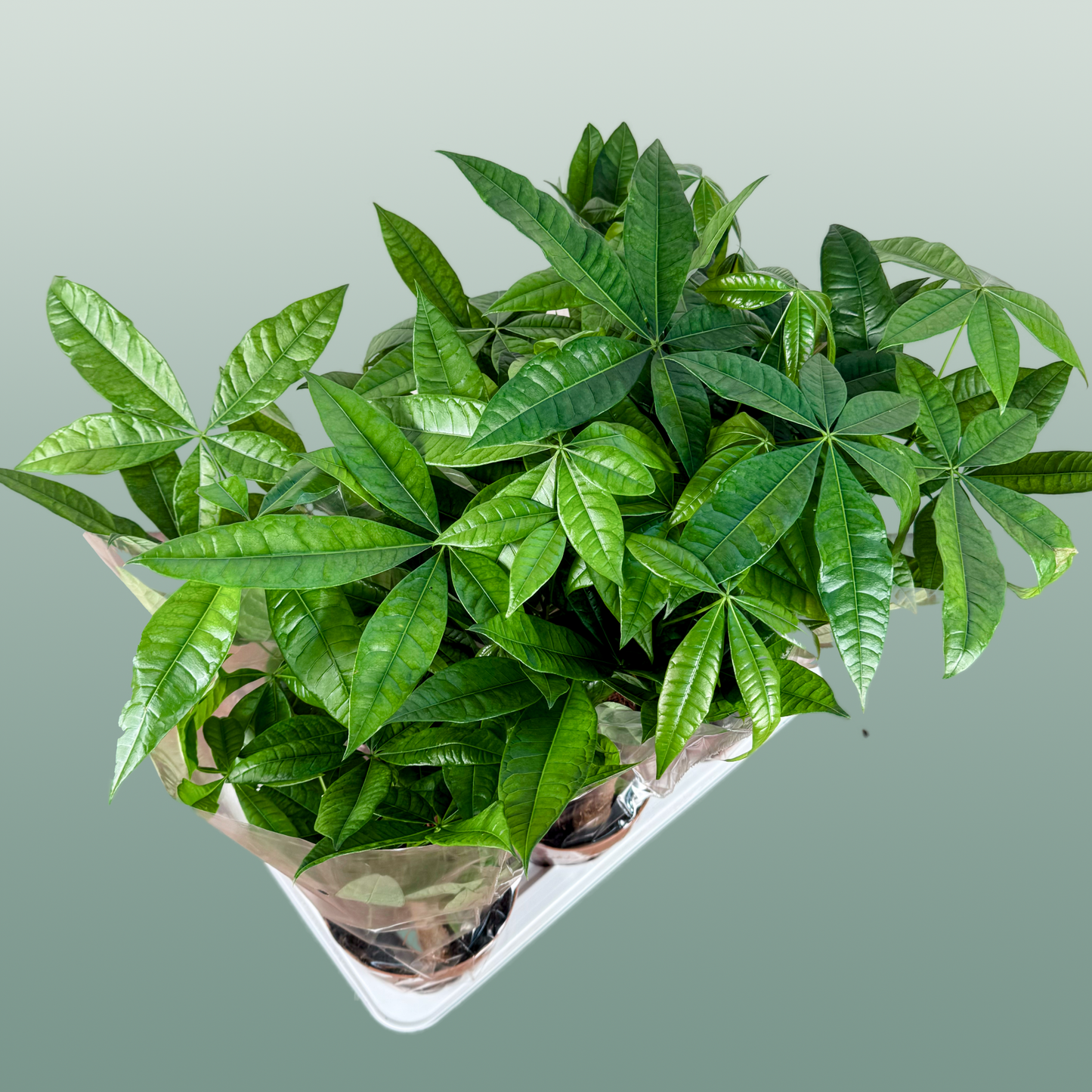 Pachira Aquatica Multi Stam