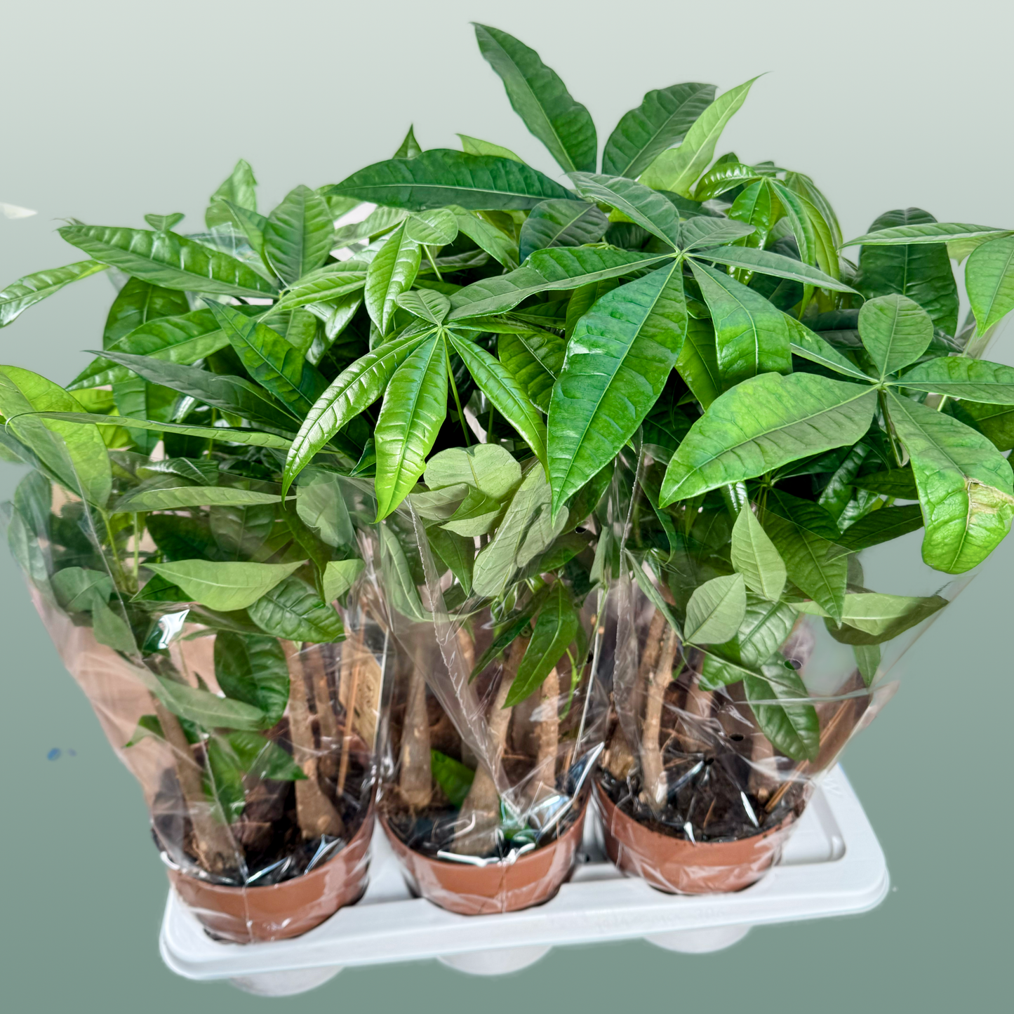 Pachira Aquatica Multi Stam