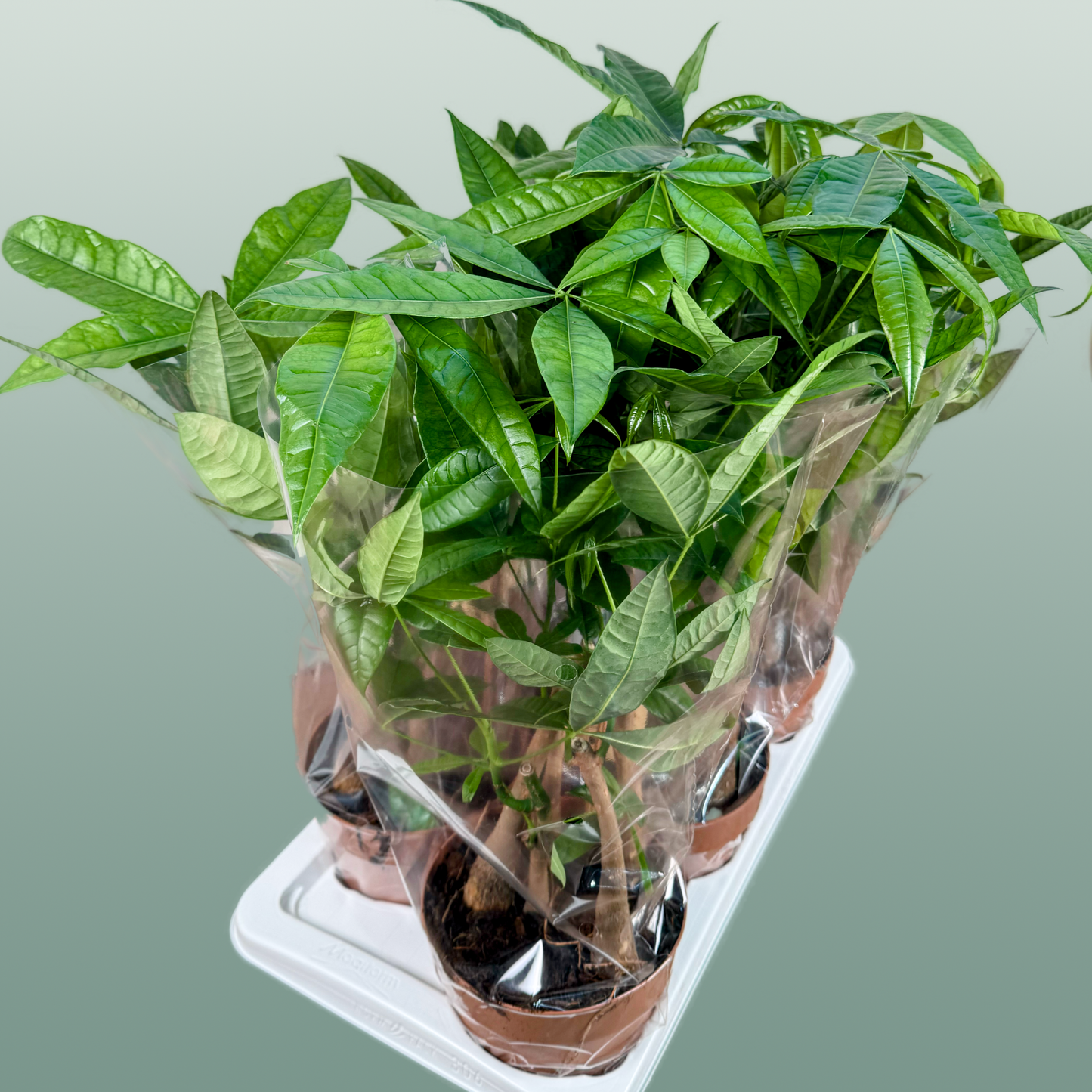 Pachira Aquatica Multi Stam