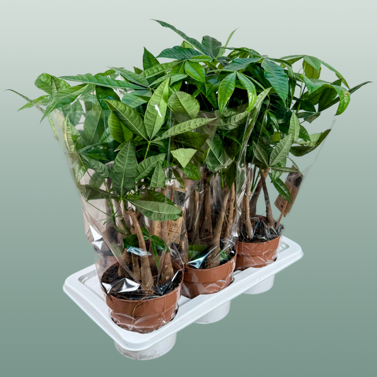 Pachira Aquatica Multi Stam