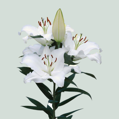 Lily - Lilium - Oriental Group