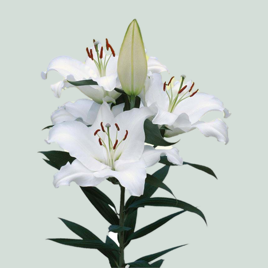 Lily Oriental Pacific Ocean (10 Stems)