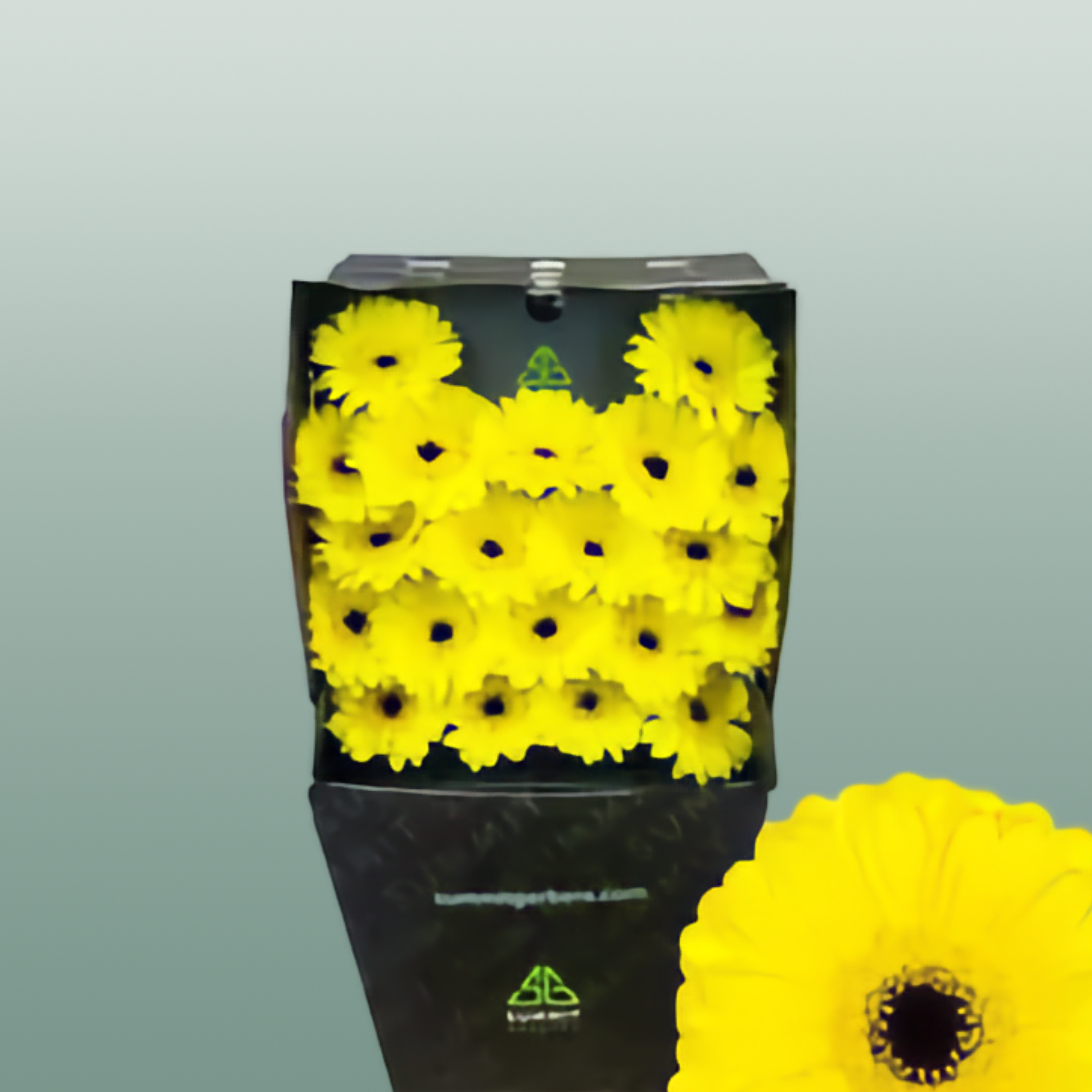 Germini Pacman – All Occasions Wholesale