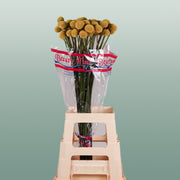 Craspedia Paintball Pop (50 Stems