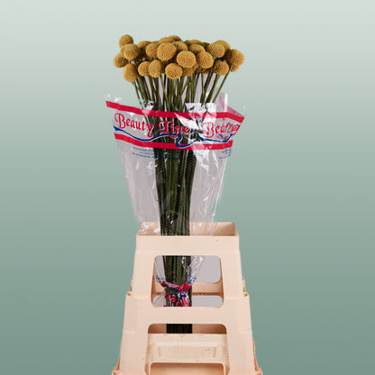 Craspedia Paintball Pop (50 Stems