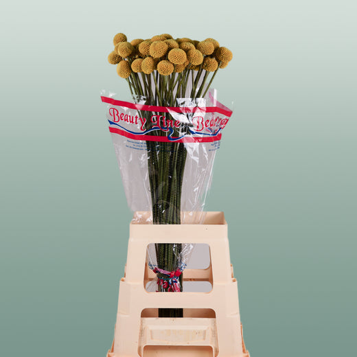 Craspedia Paintball Pop (50 Stems