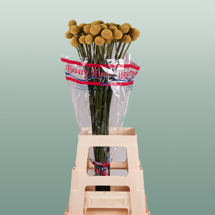 Craspedia Paintball Pop (50 Stems