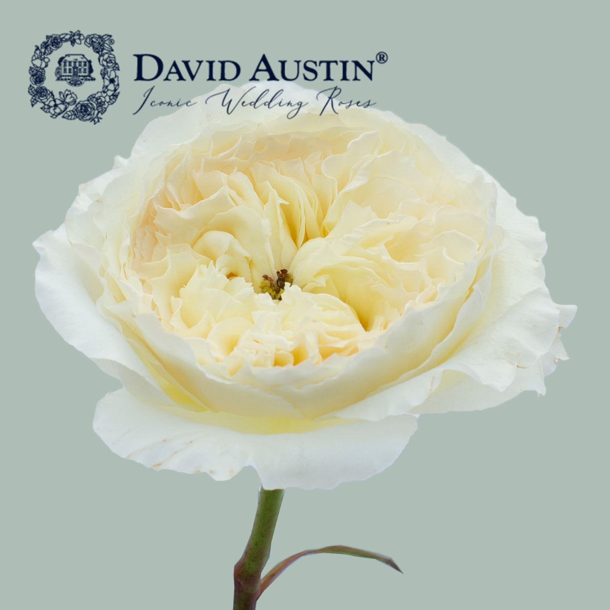 David Austin Patience Rose (12 Stems)