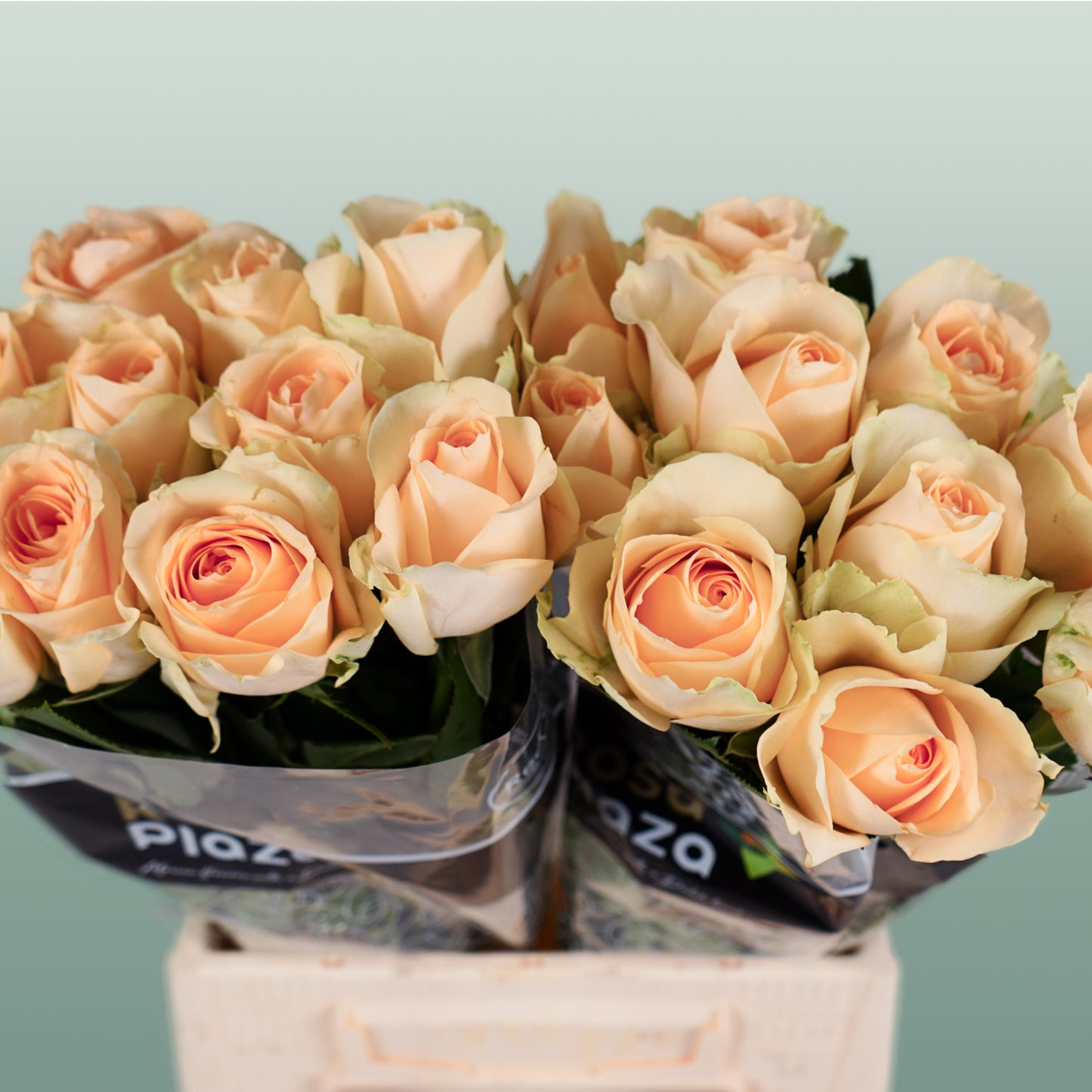 Rose Avalanche Peach 60-70cm (20 Stems)