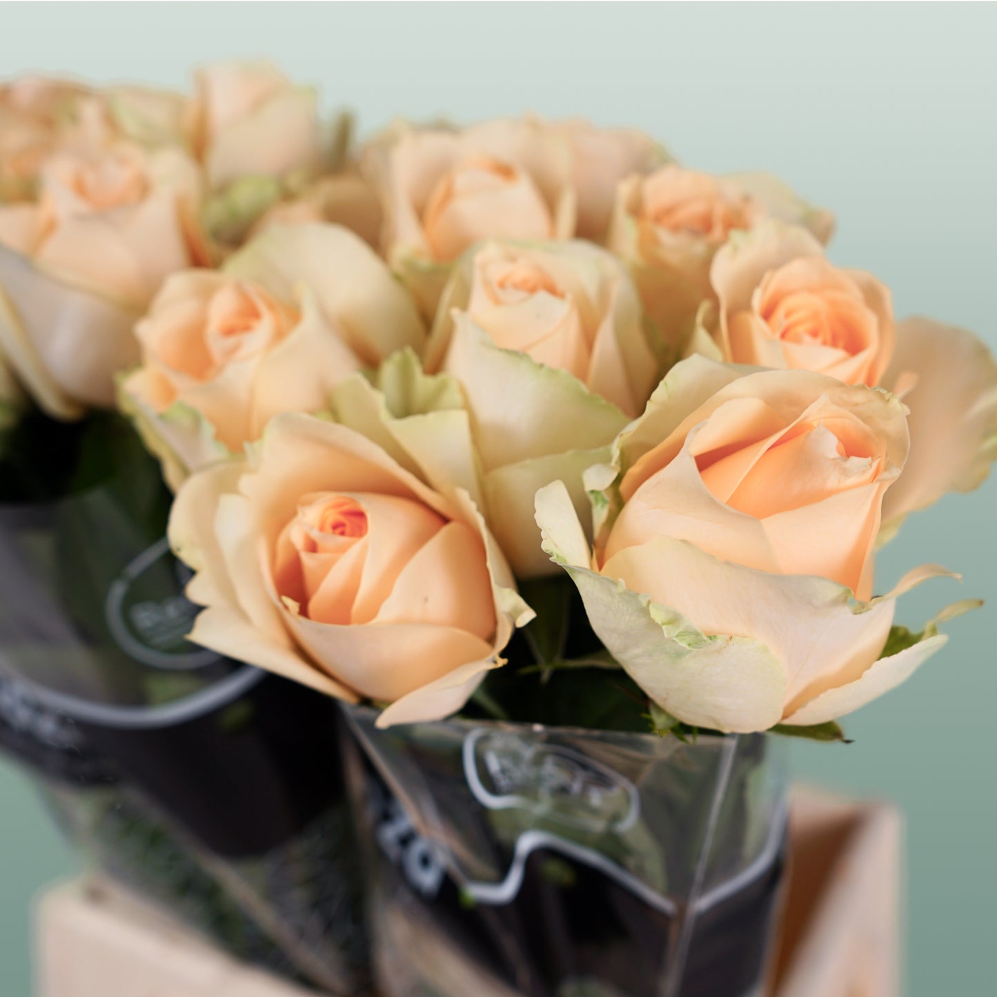 Rose Avalanche Peach 60-70cm (20 Stems)