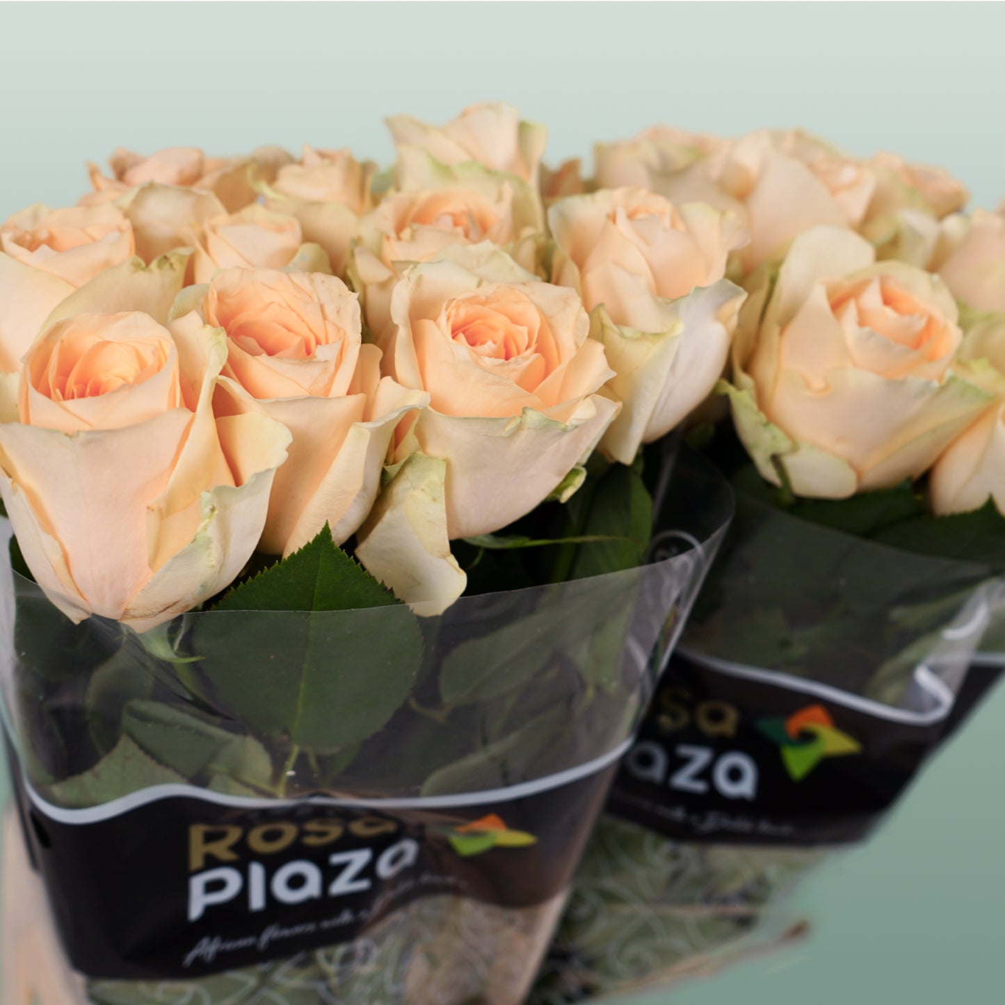 Rose Avalanche Peach 60-70cm (20 Stems)