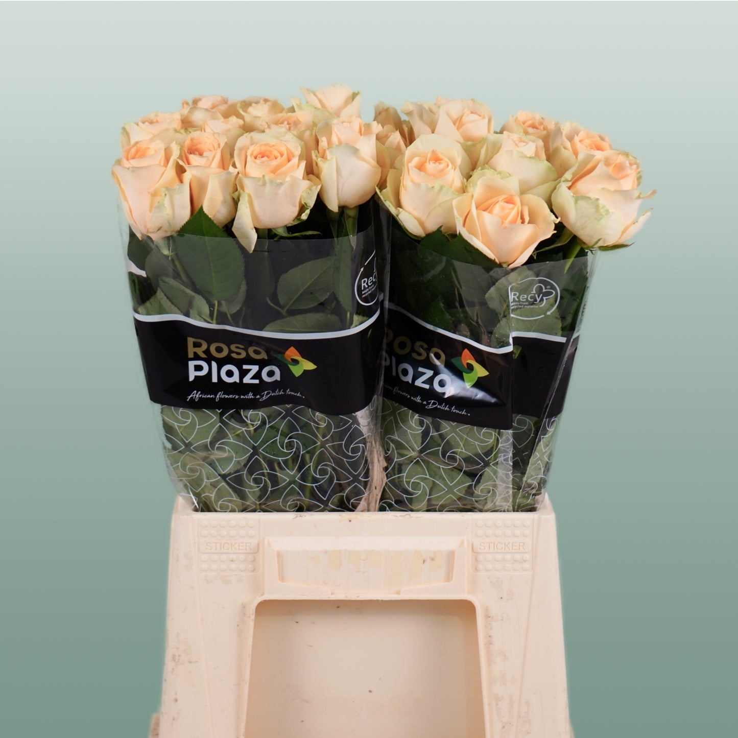 Rose Avalanche Peach 60-70cm (20 Stems)