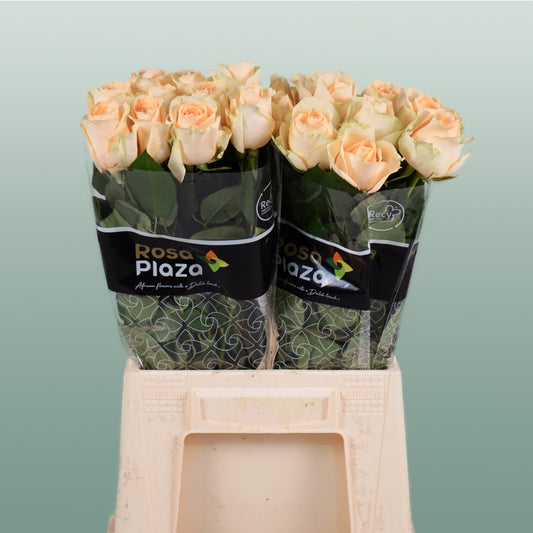 Rose Avalanche Peach 60-70cm (20 Stems)