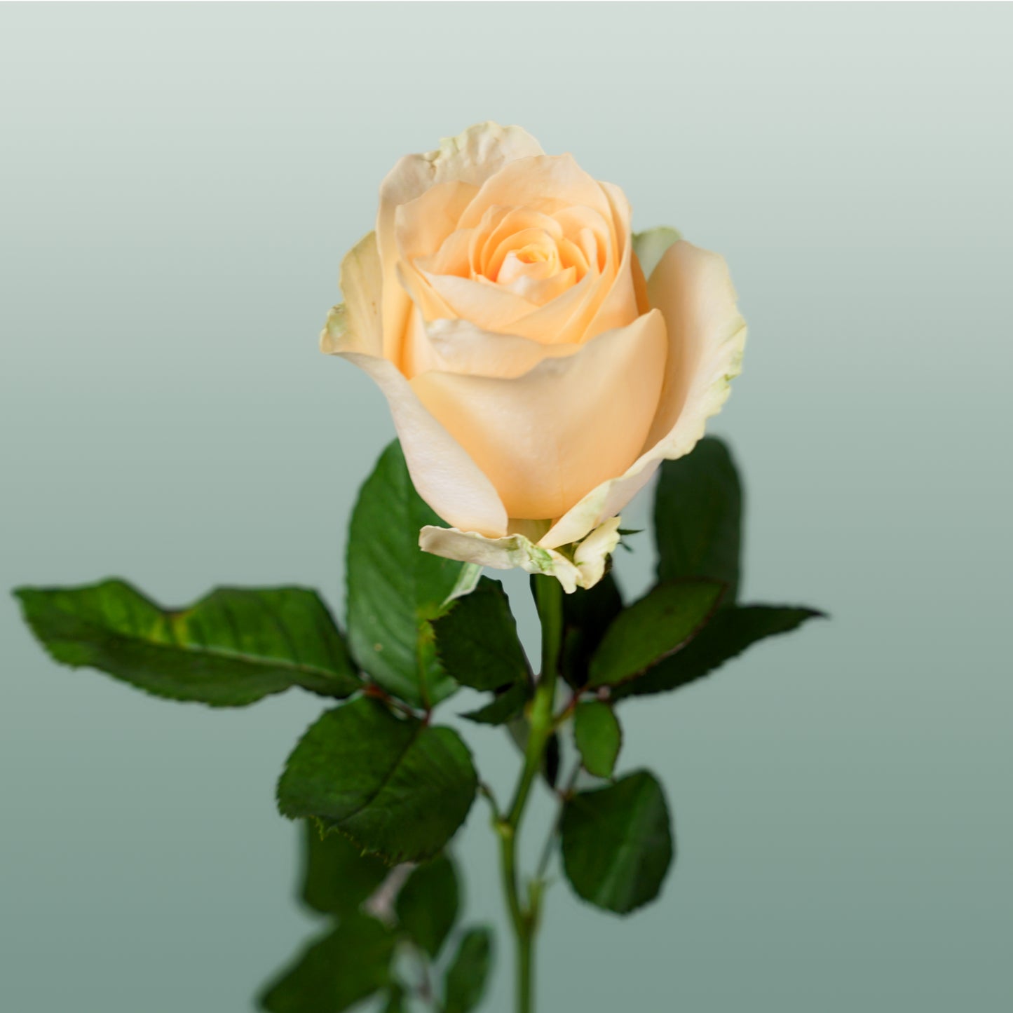 Rose Avalanche Peach 60-70cm (20 Stems)