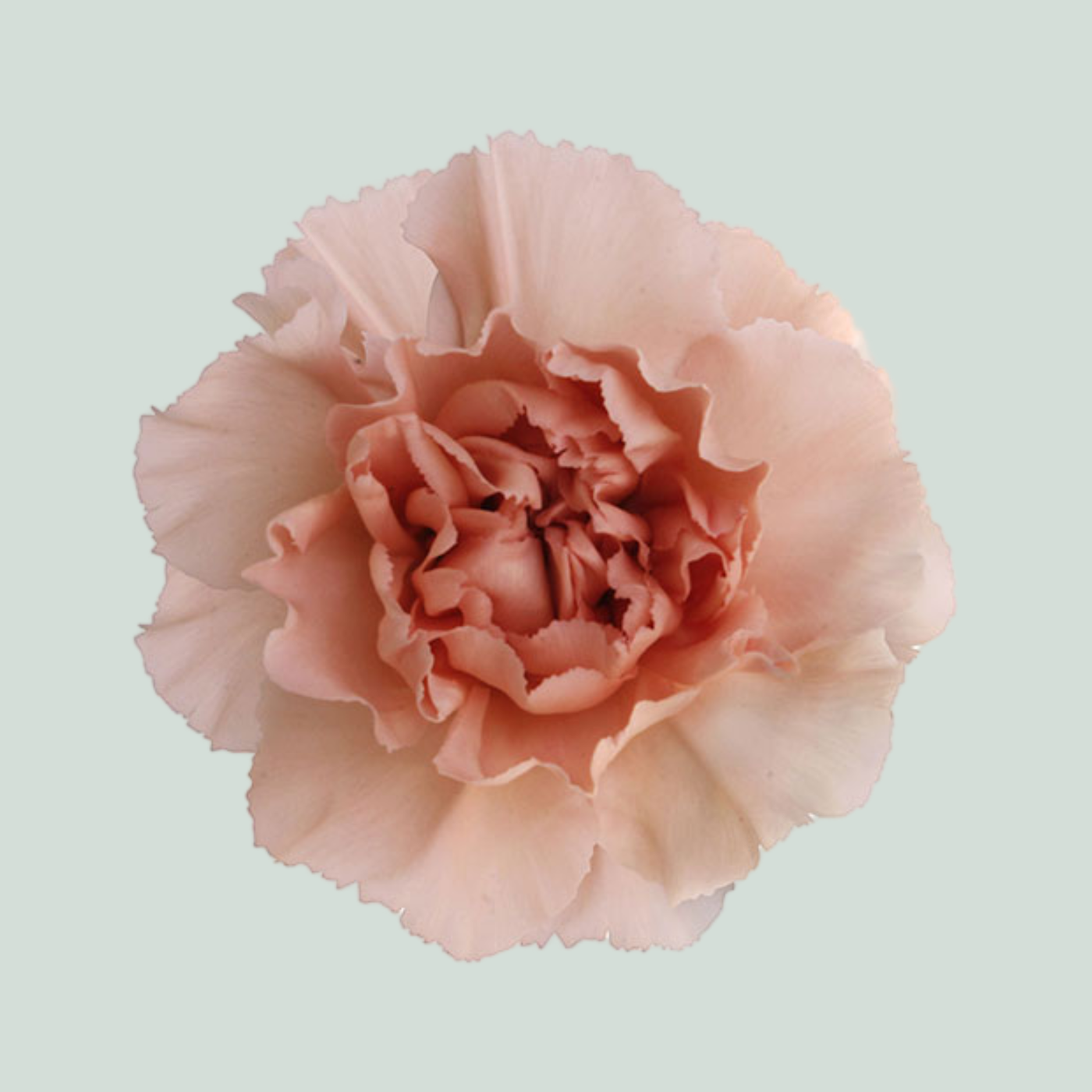 Carnation - Dianthus - Noviado