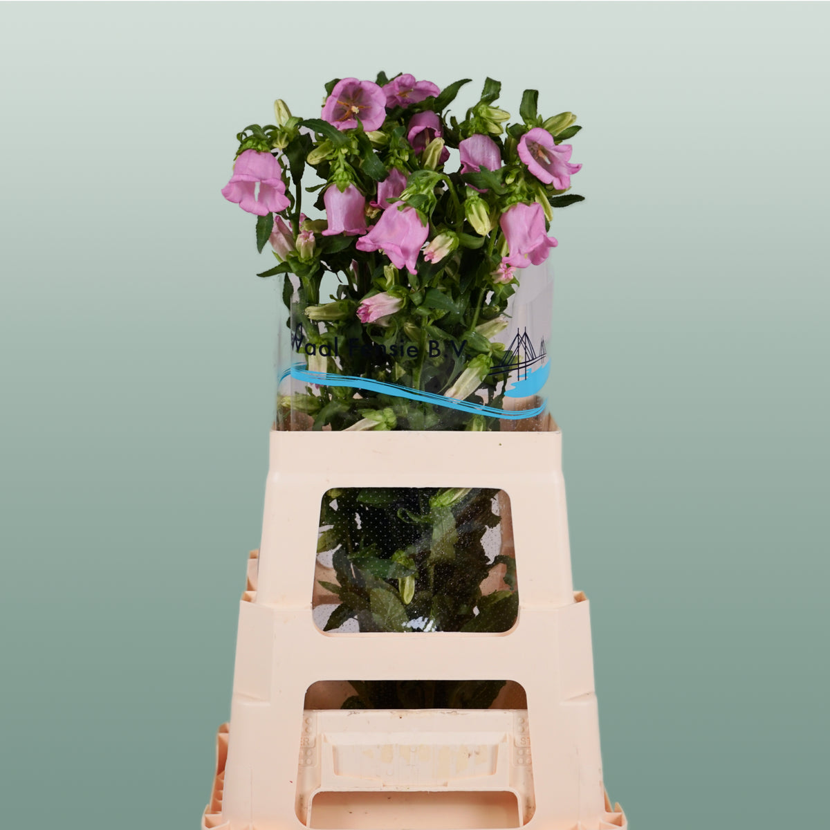 Bellflower - Campanula - Pearl Pink