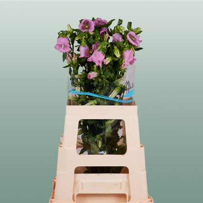 Bellflower Champion Blue (10 Stems)