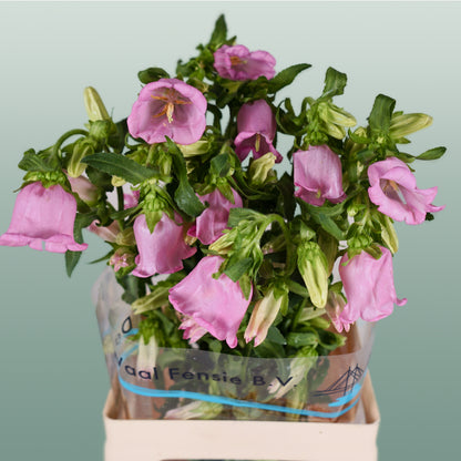 Bellflower Champion Blue (10 Stems)