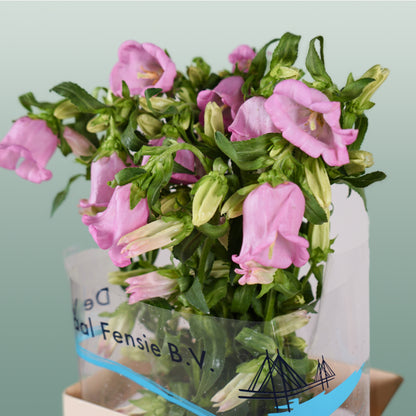 Bellflower Champion Blue (10 Stems)